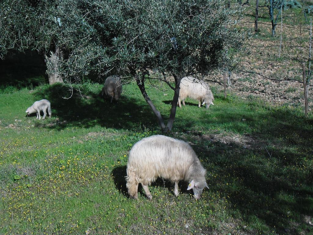 Villa Poggio Petrella Manciano Exterior foto